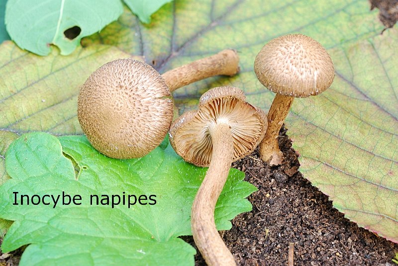 Inocybe napipes-amf1013.jpg - Inocybe napipes ; Syn: Astrosporina napipes ; Non français: Inocybe à pied bulbeux, Inocybe à bulbe napiforme